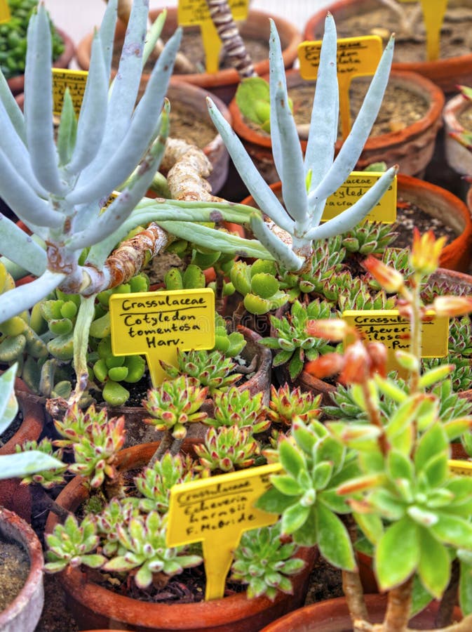 Variety of Plants in Pots and Labels with Their Names Stock Image Image of cultivation