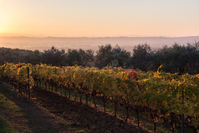 Beautiful view of a vineyard at sunset in autumn, with red, green and yellow foliage royalty free stock photography Beautiful view of a vineyard at sunset in autumn, with red, green and yellow foliage royalty free stock photography
