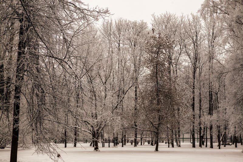 Beautiful views of Canadian winter forest in the snow at sunset frosty days. Trees covered in frost and snow.