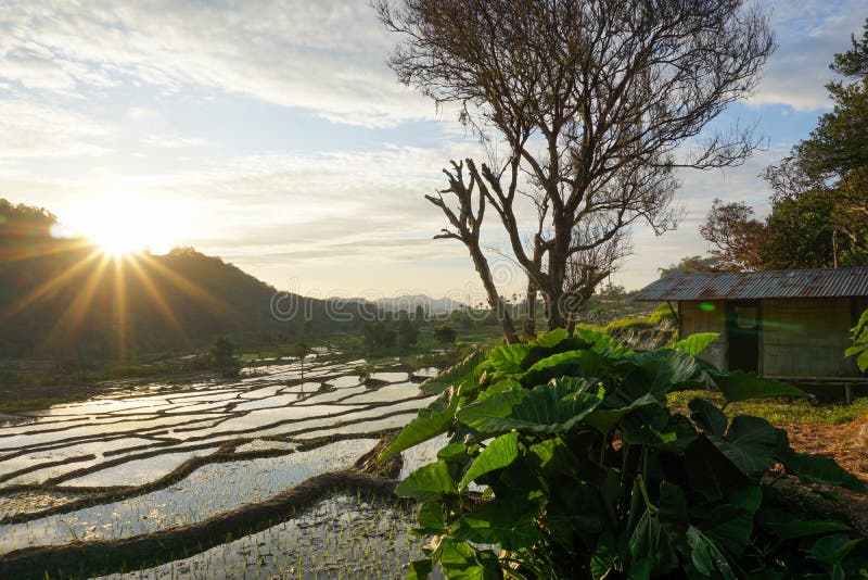 Beautiful views of rice fields in the village with mountains, trees and shack houses at Moni Village, Flores, when the sun rises stock photo Beautiful views of rice fields in the village with mountains, trees and shack houses at Moni Village, Flores, when the sun rises stock photo