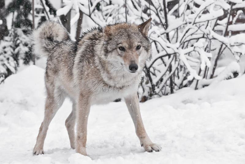 Young female wolf stock photo. Image of mammal, head, frown - 496448