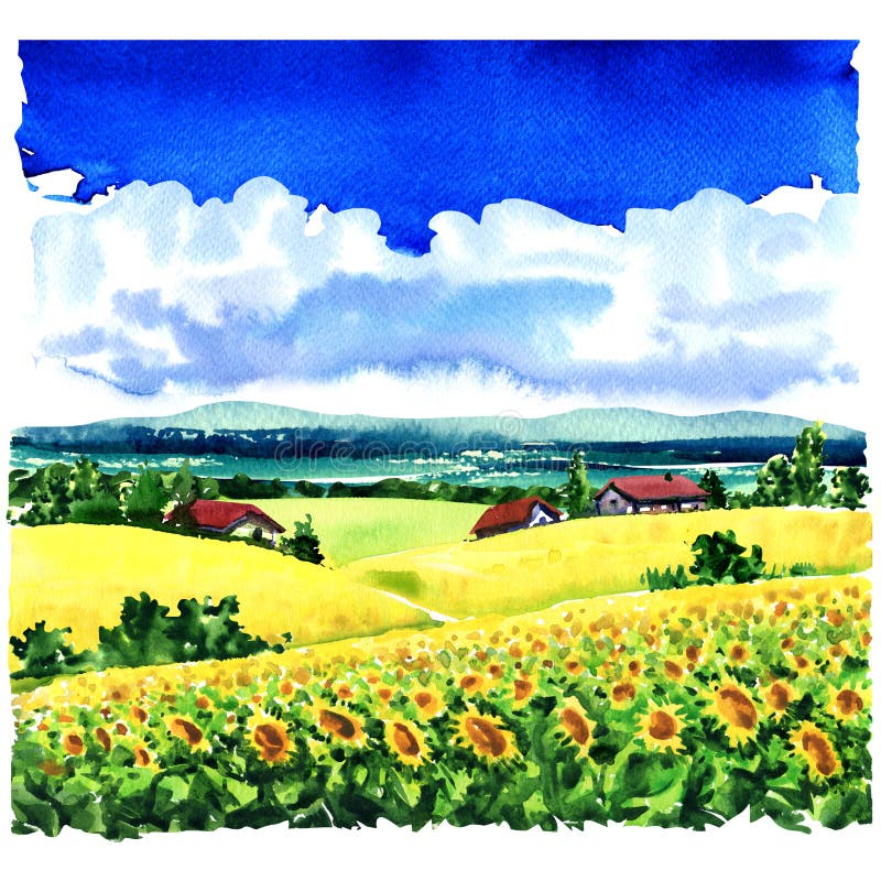 Beautiful village rural landscape, sunflower field, meadows, country houses, blue sky, clouds, watercolor illustration