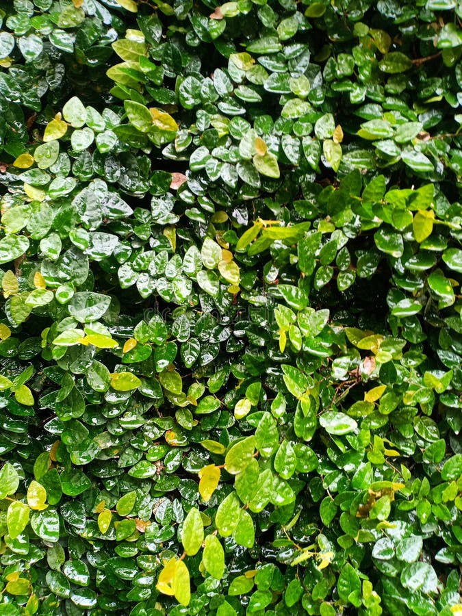 Clinging Vines on a Tree Trunk Stock Photo Image of nature, natural