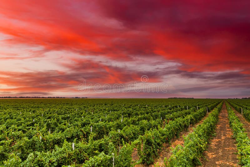 Beautiful vineyard in autumn at sunset. California, USA, Napa Valley
