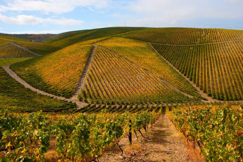Beautiful Vineyard Landscape stock images Beautiful Vineyard Landscape stock images