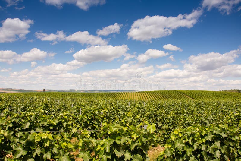 Beautiful vineyard in Morava. stock image Beautiful vineyard in Morava. stock image