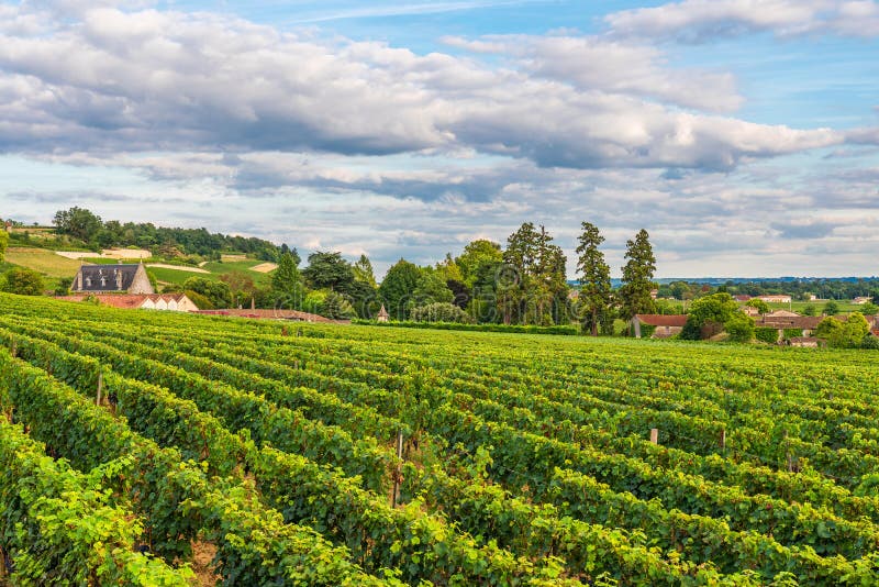 Beautiful vineyard of Saint Emilion in Bordeaux, France in sunny day