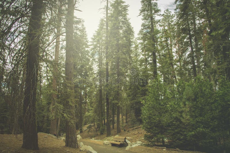 The beautiful vintage green forest like a fairytale at Sequoia National Park stock photo The beautiful vintage green forest like a fairytale at Sequoia National Park stock photo