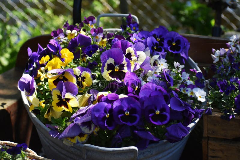 Viola or Pansy Flowers in the Garden. Stock Photo - Image of background ...