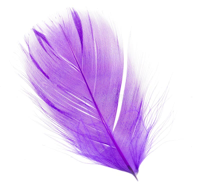 6,087 Violet Feather Photos - Free & Royalty-Free Stock Photos from ...
