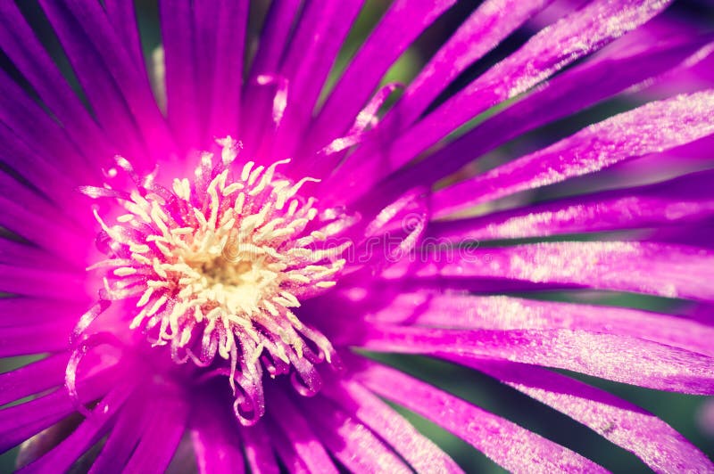 Bella viola fiore nel giardino vicino.