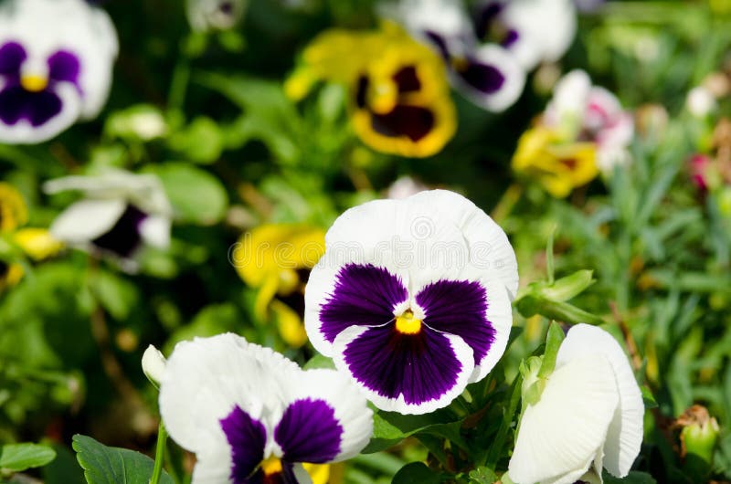 Beautiful violet flower stock photo. Image of beautiful 51490422