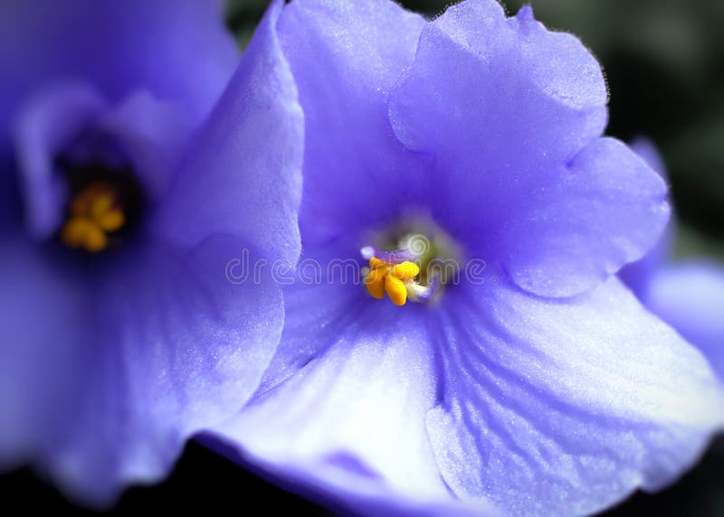 Violet flowers stock photo. Image of floral, beauty, flower 4326814