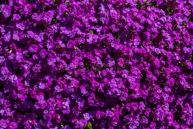 Beautiful violet flowers in the colorful garden stock photography