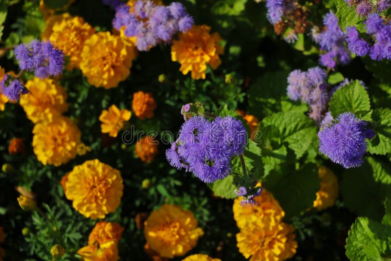 Beautiful Violet Flowers in the Garden, Top View Stock Photo Image of