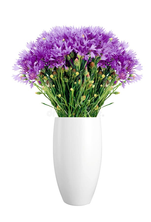 Beautiful violet flowers in vase isolated on white