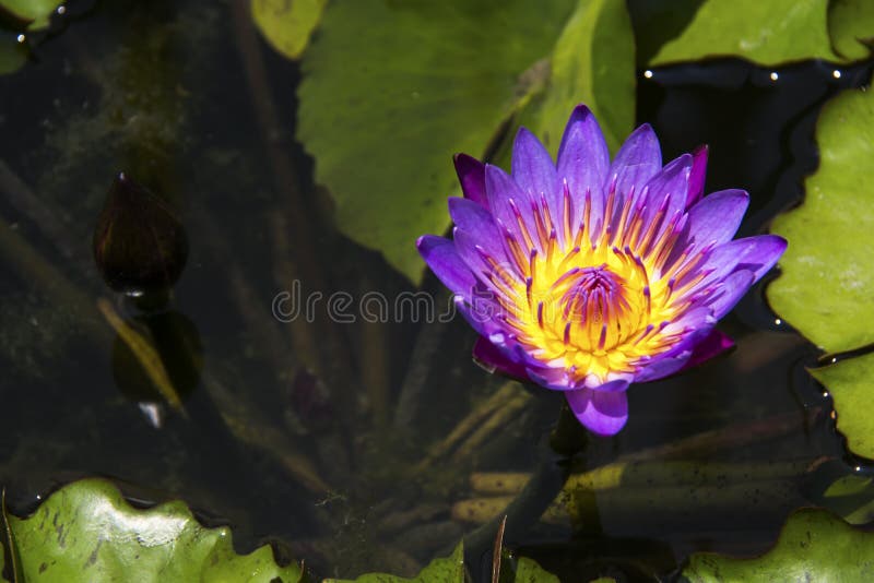 Beautiful Violet Lotus, Water Plant with Reflection in a Pond Stock