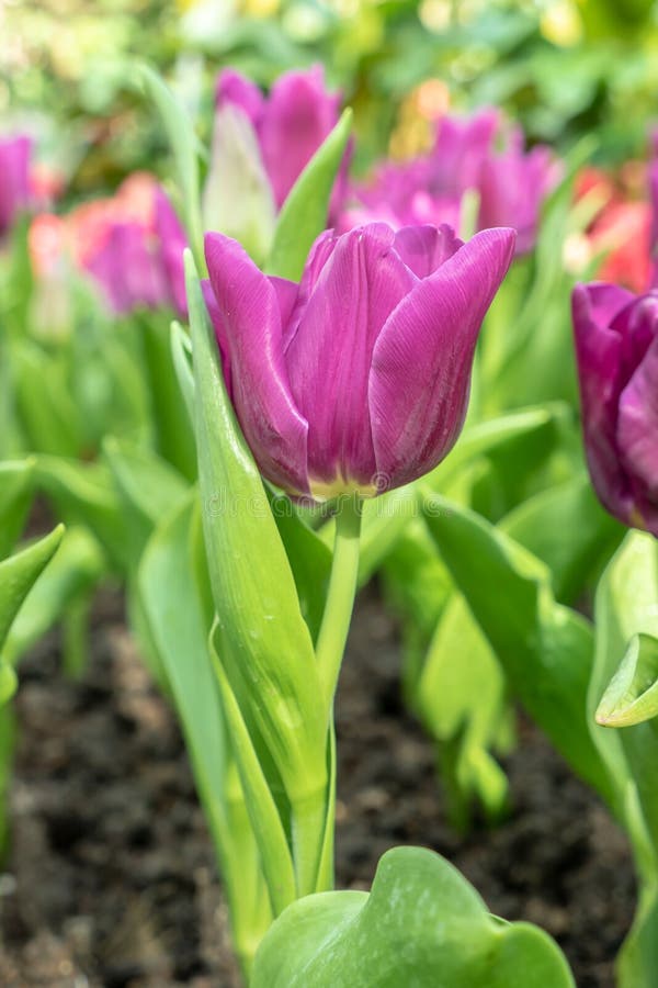 Purple Tulip Flower In Garden Stock Image Image Of Colorful Summer