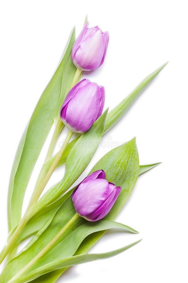 Beautiful violet tulips flat lay on white background.