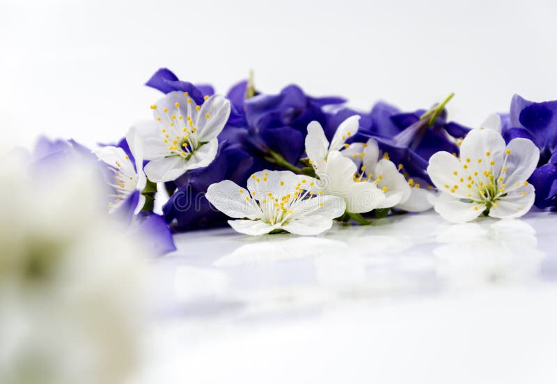 Beautiful Violet and White Flowers on a White Background. Colour Stock ...