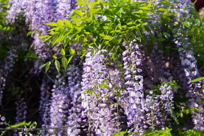 Beautiful of Violet Wisteria Blossom Stock Image - Image of outdoor ...