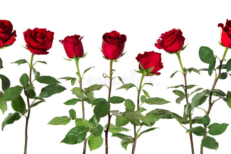 Beautiful vivid red roses on long stems with green leaves arranged in seamless row. Isolated on white background.