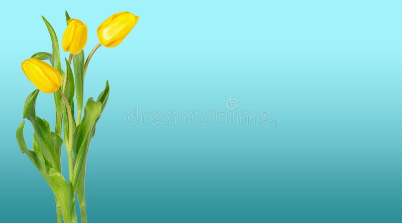 Beautiful vivid yellow tulips on long stems with green leaves on blue gradient background. Bouquet of fresh spring flowers