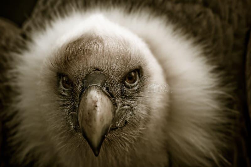 Beautiful vulture