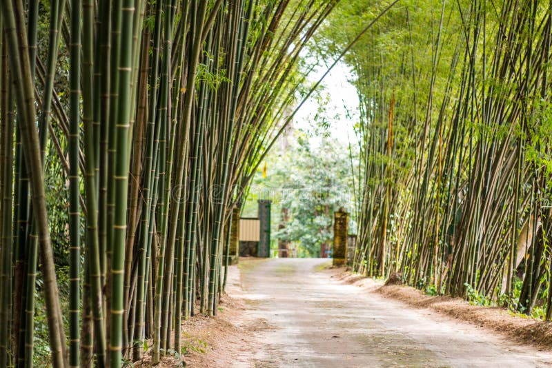 Walkway of bamboo road stock photo. Image of background 125093654