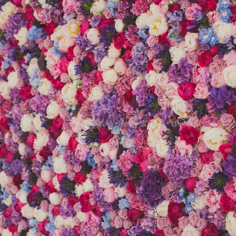 Beautiful wall made of red violet purple flowers, roses, tulips, press-wall, background royalty free stock photo Beautiful wall made of red violet purple flowers, roses, tulips, press-wall, background royalty free stock photo