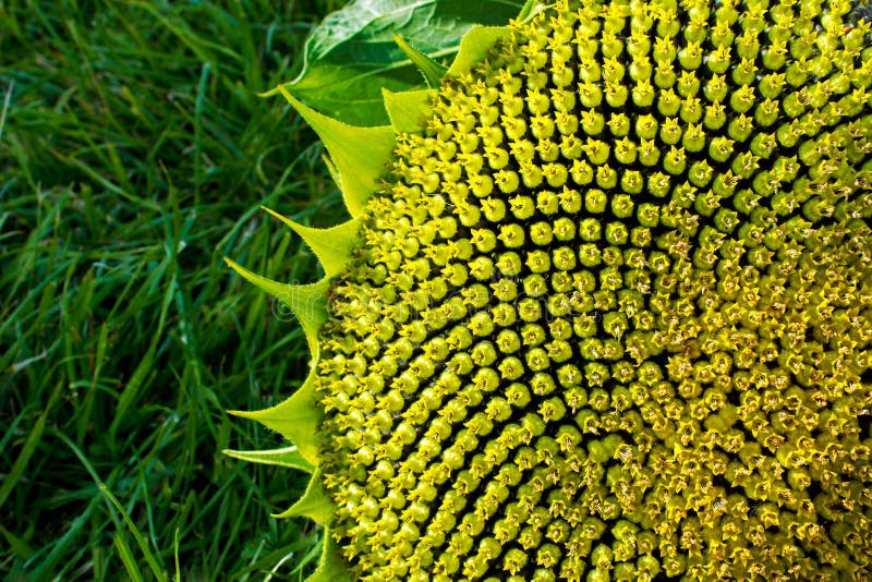 Beautiful warm sunflower close royalty free stock images Beautiful warm sunflower close royalty free stock images