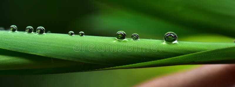 Beautiful water drop on leaf at nature close-up macro. Fresh juicy green leaf in droplets of morning dew outdoors