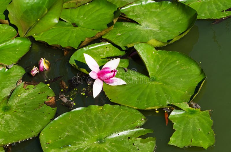Beautiful Water Lilies Growing Stock Image Image of petal, lily