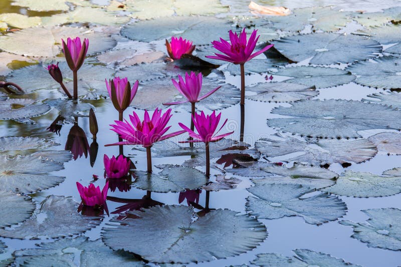 Red Water Lilies On A Lake In Scotland Stock Photo Image of scotland, photographed 123775202