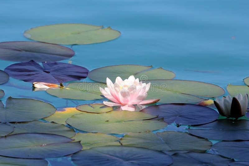 Water Lilies Pond As a Wallpaper Stock Image - Image of flower, background:  111136977