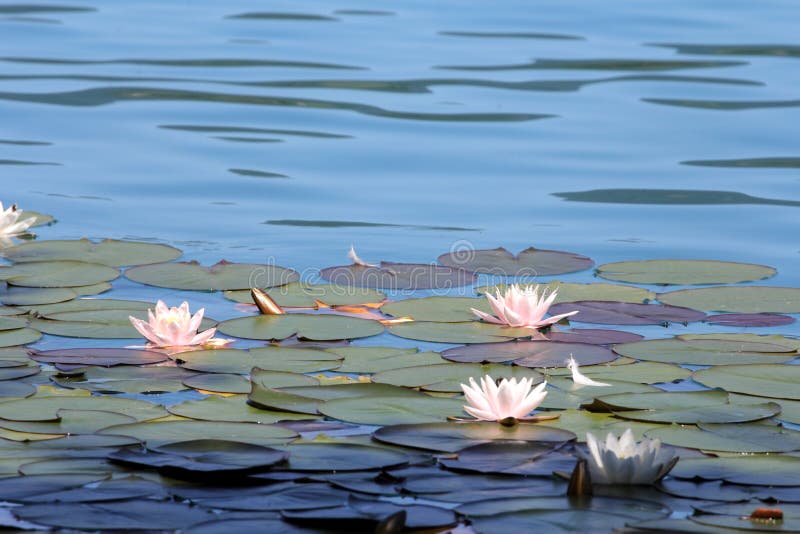 Water Lilies Pond As a Wallpaper Stock Image - Image of ecology, nature: 111137129 Water Lilies Pond As a Wallpaper Stock Image - Image of ecology, nature: 111137129