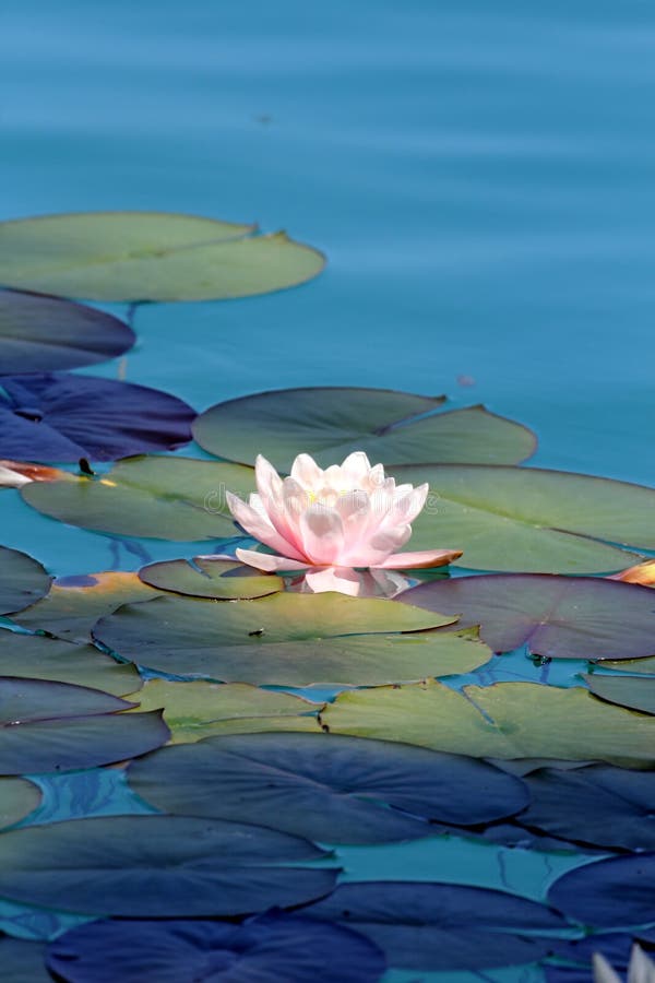 Water Lilies Pond As a Wallpaper Stock Image - Image of wallpaper, beauty: 111137665 Water Lilies Pond As a Wallpaper Stock Image - Image of wallpaper, beauty: 111137665