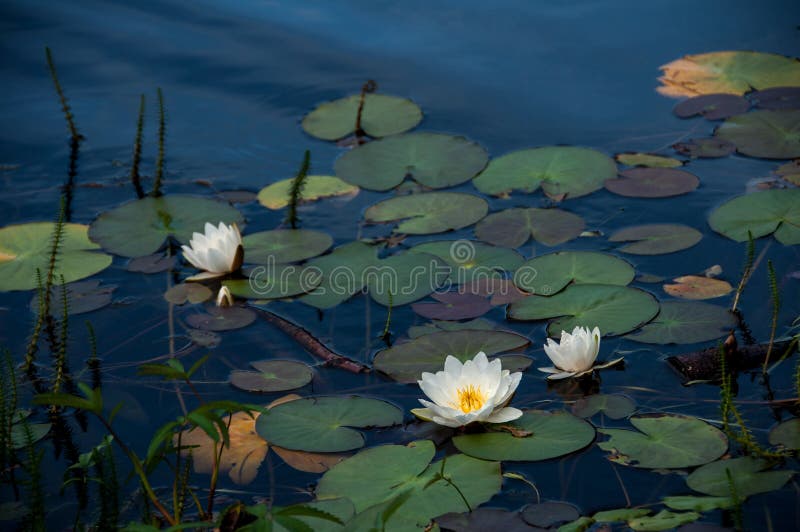 Beautiful Water Lily in Lake Stock Image Image of leaf, odorata 56248923