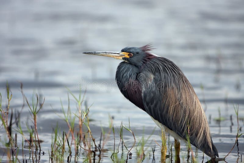 Beautiful Waterbird