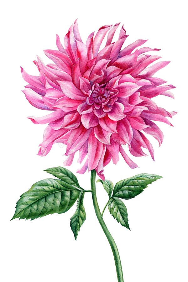 Red Dahlia Flower Isolated White Background, Watercolor Botanical ...