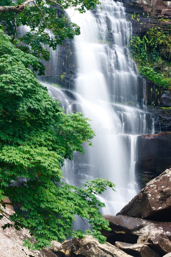 Beautiful waterfall and green maple tree