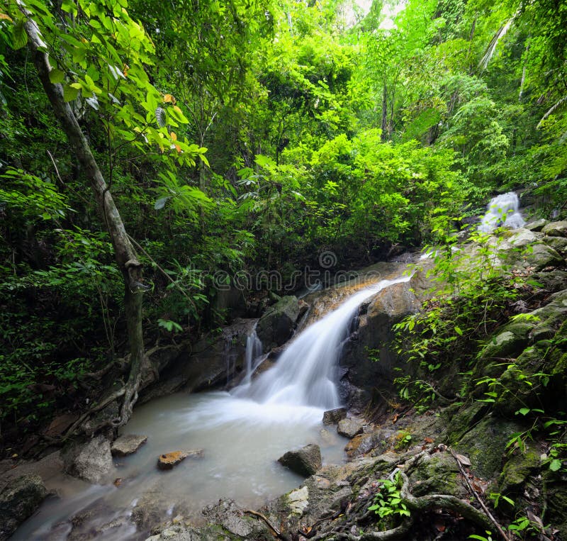 Stream flowing through lush tropical rainforest, Kubah National