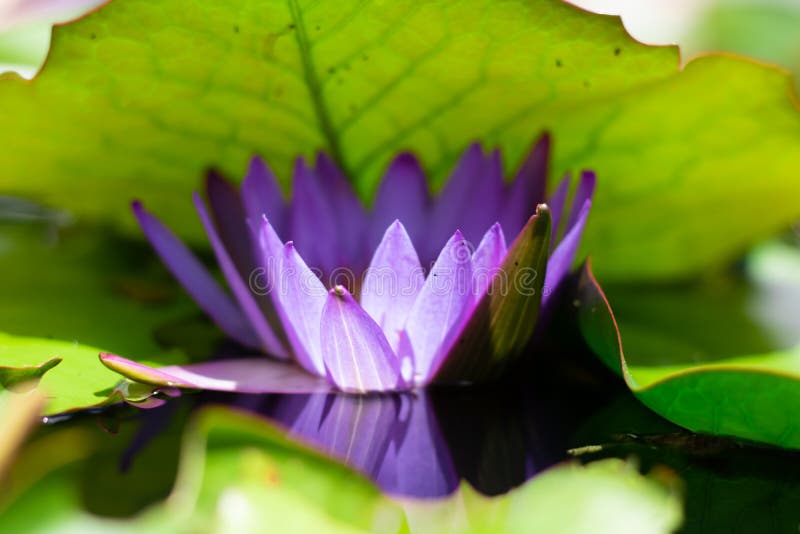 Beautiful waterlily or lotus flower in pond