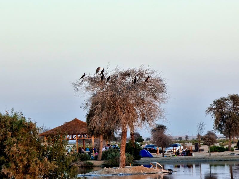 The Al Wathba lake campsite has capacity for 120 people and you can set up tents or use an RV to take in the beauty of the desert up close. The camp also includes 24 picnic sites with space for barbecues and 3,000 square metres of recreation space for over 500 visitors.Looking to get active while taking in the stunning desert landscape? The project also has 1,400 metres of walking and running track around the lake, a 1,200-metre cycle path, two volleyball courts and seven playgrounds. Phew. You can also climb up to one of the site’s two observation decks to take in the panoramic views. The Al Wathba lake campsite has capacity for 120 people and you can set up tents or use an RV to take in the beauty of the desert up close. The camp also includes 24 picnic sites with space for barbecues and 3,000 square metres of recreation space for over 500 visitors.Looking to get active while taking in the stunning desert landscape? The project also has 1,400 metres of walking and running track around the lake, a 1,200-metre cycle path, two volleyball courts and seven playgrounds. Phew. You can also climb up to one of the site’s two observation decks to take in the panoramic views.