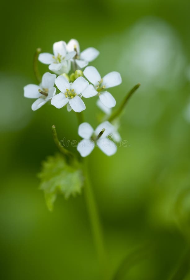 Beautiful Weeds with Small White Flowers Stock Image Image of