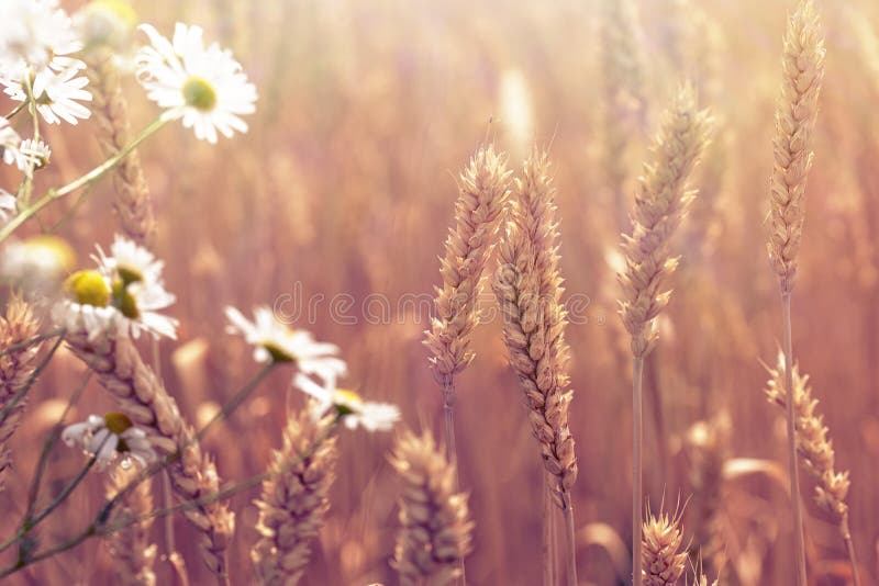 Beautiful wheat field and daisy flower