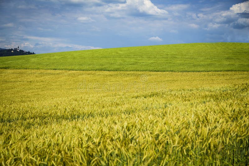 Beautiful wheat field with patterns and formations during Summertime with amazing clouds royalty free stock photos Beautiful wheat field with patterns and formations during Summertime with amazing clouds royalty free stock photos