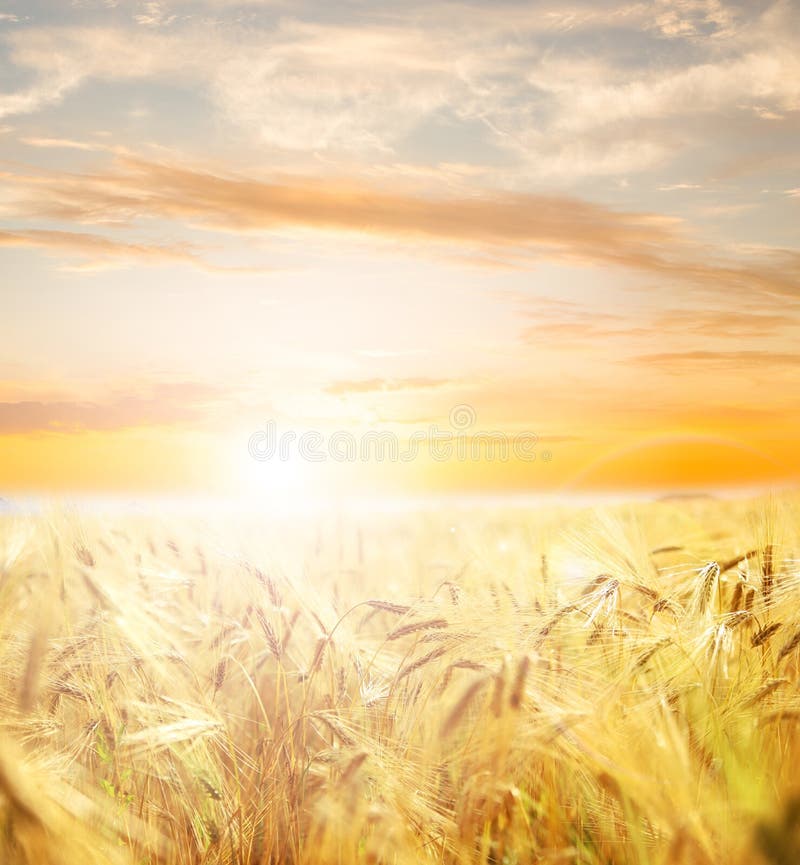 Beautiful wheat field.