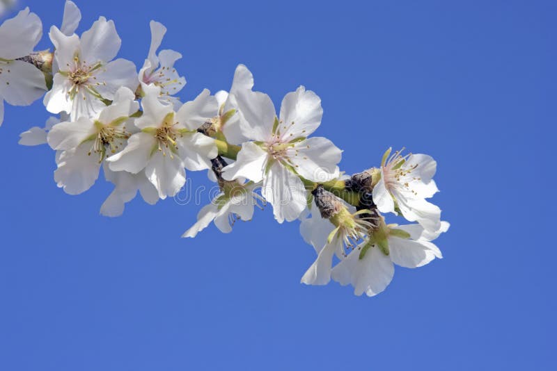 Beautiful white almond blossom stock images