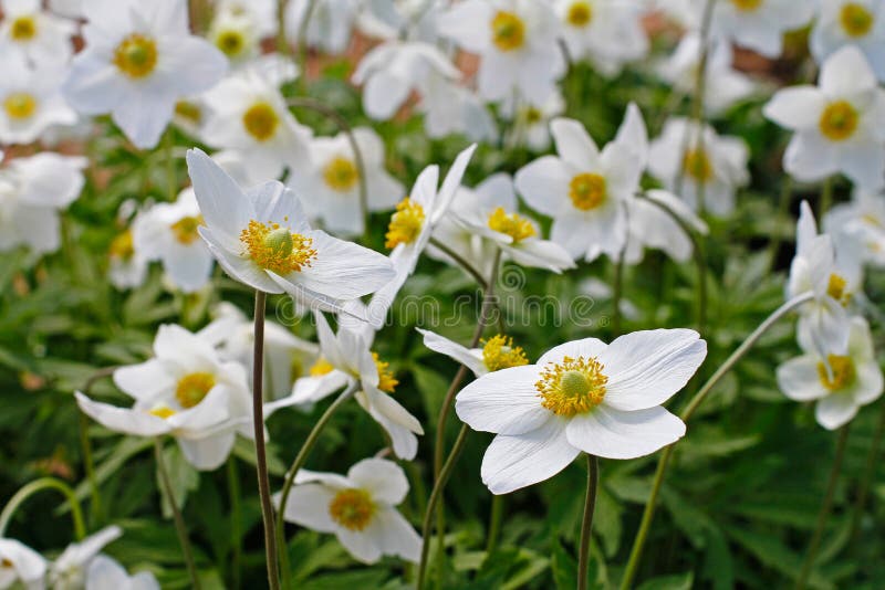 Beautiful White Anemones Flowers in Garden Stock Image Image of flora